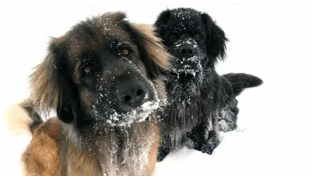 Snö & minusgrader – så tar du hand om hundens tassar