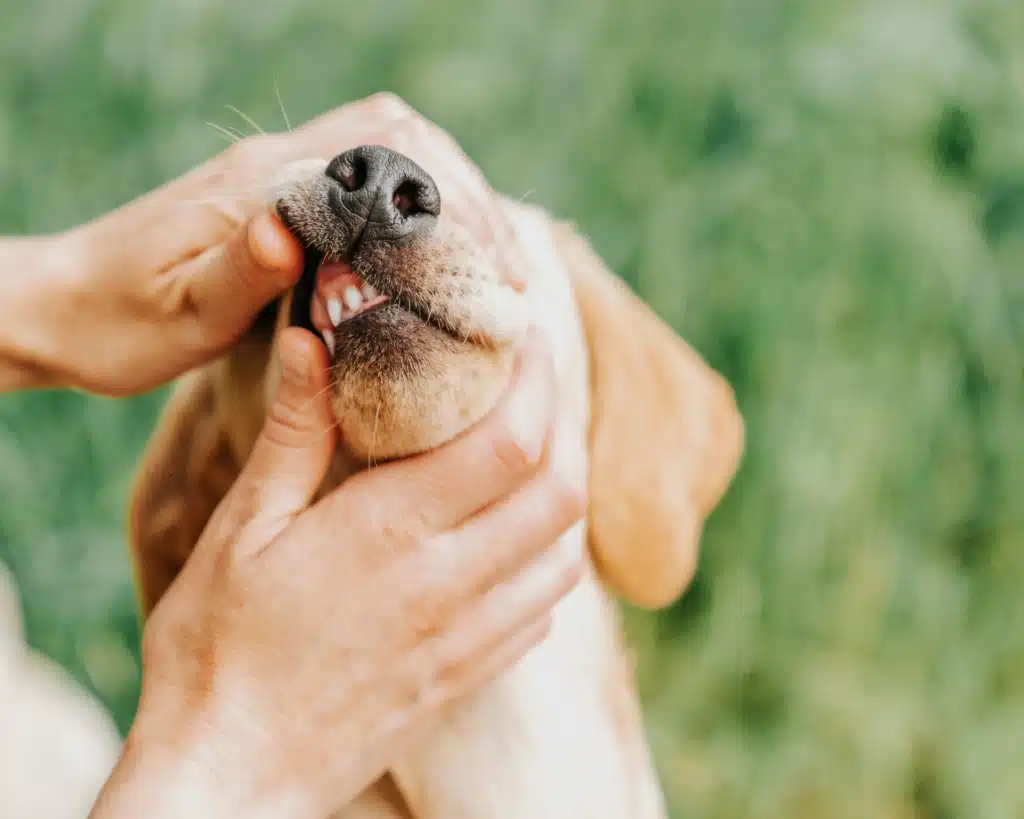 Hur ofta borstar du hundens tänder?